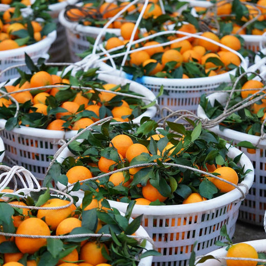 【爱媛果冻橙】果肉橙黄透亮 无渣多汁 天然健康水果 整箱5斤（8-12枚） 商品图5