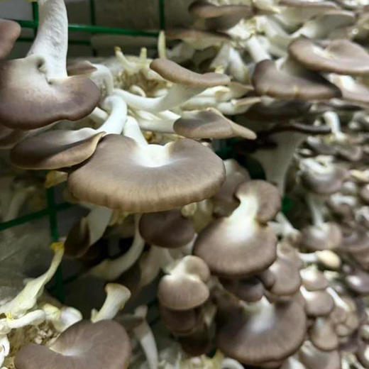 农家种植秀珍菇不带跟 240g 食用菌菇 新鲜现摘蘑菇 肉头滑嫩 适合素炒和油炸 商品图4