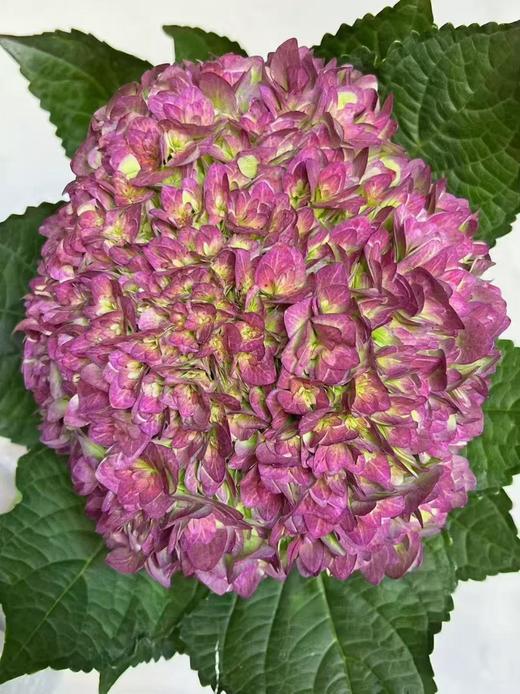 国产新品绣球合集 商品图3