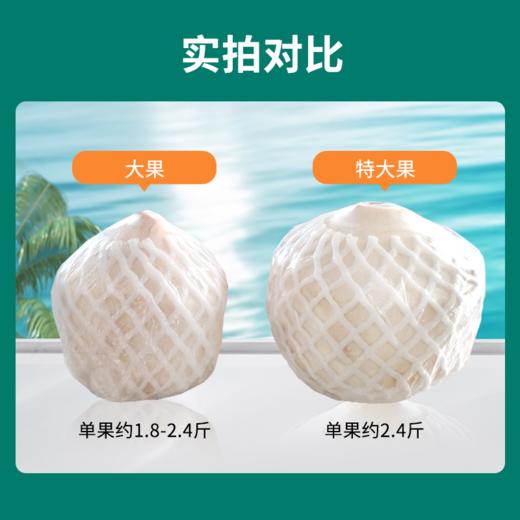 【泰国香水椰】全程冷链保鲜 无催熟不添加 新鲜直达 鲜甜多汁 肉质脆嫩 1.8-2.4斤 商品图1