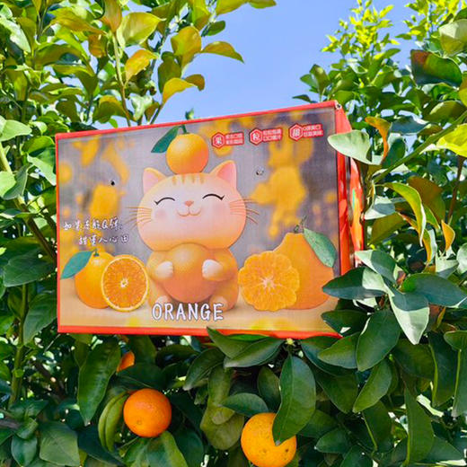 【爱媛果冻橙】果肉橙黄透亮 无渣多汁 天然健康水果 整箱5斤（8-12枚） 商品图6