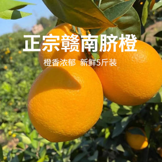 【赣南脐橙】脐橙之乡直供 无催熟不打蜡 绿色生态种植 5斤 商品图0