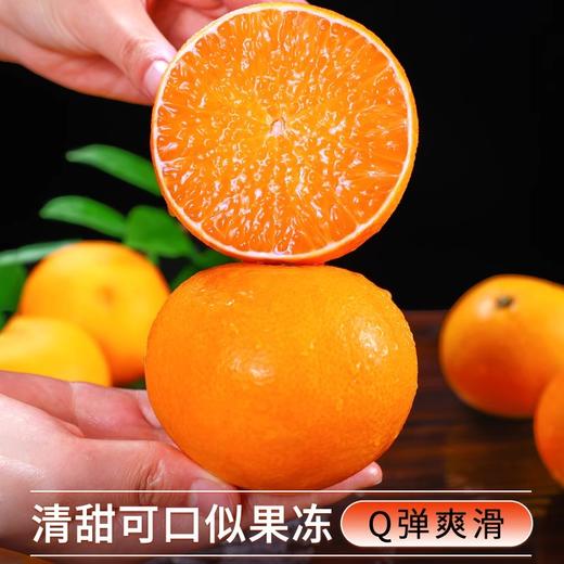 福建红美人果冻橙 新鲜现摘 果冻般口感 甜嫩爆汁 商品图6