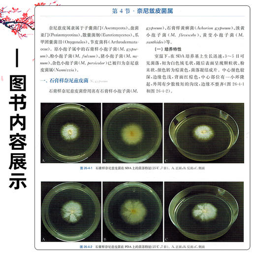 (全2册)临床微生物学诊断与图解（第5五版 上下册）周庭银 主编 临床微生物诊断参考书籍微生物学9787547871850上海科学技术出版社 商品图4