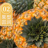 【芒果凤梨】树上自然成熟 芒果风味浓郁 甜度远超普通凤梨 4-5斤中果（700g-900g） 商品缩略图2