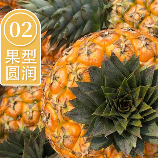 【芒果凤梨】树上自然成熟 芒果风味浓郁 甜度远超普通凤梨 4-5斤中果（700g-900g） 商品图2