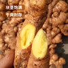 【云南小黄姜】现挖现发 基地直发 香气浓郁 辛辣十足 肉质细密 切面金黄 2种规格任选 商品缩略图3