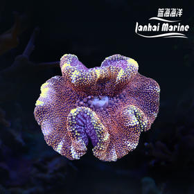 矮脚地毯-玫瑰金
