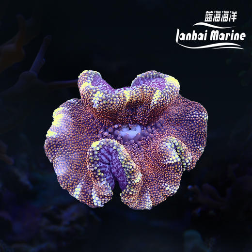 矮脚地毯-玫瑰金 商品图0