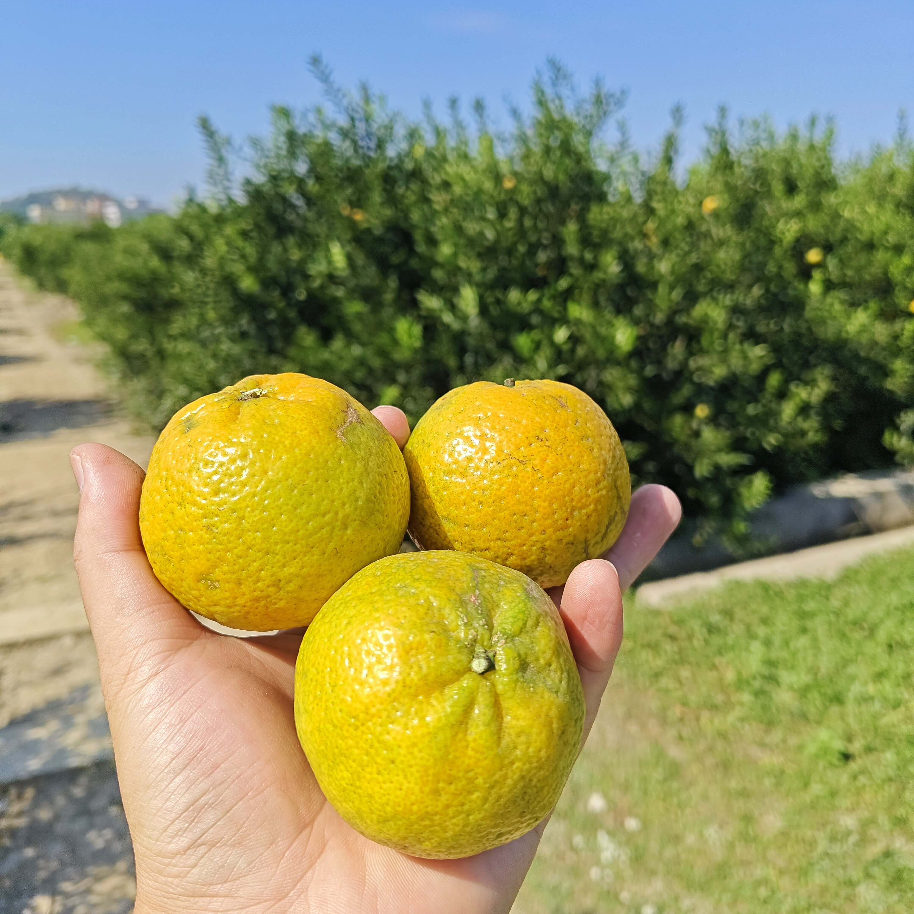 2025年新会陈皮开团了