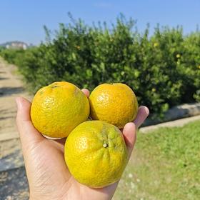 2025年新会陈皮开团了