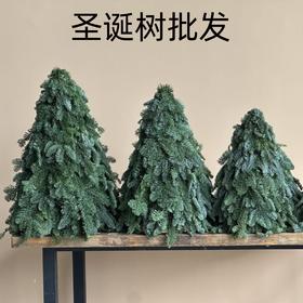 进口诺贝松圣诞树批发（运费自理）