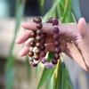 【药香珠手串】 商品缩略图3