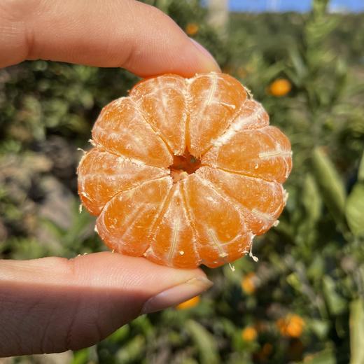 极客涌泉蜜桔｜带酸口，放置几天甜度会更好一些。酸甜可口，皮薄肉嫩，果肉细腻无核，汁多味浓，精选全天采光山阳面果实，入口爆浆，气候原因果面花皮多，瓣膜稍厚，介意慎拍。⭐️顺丰快递 商品图5