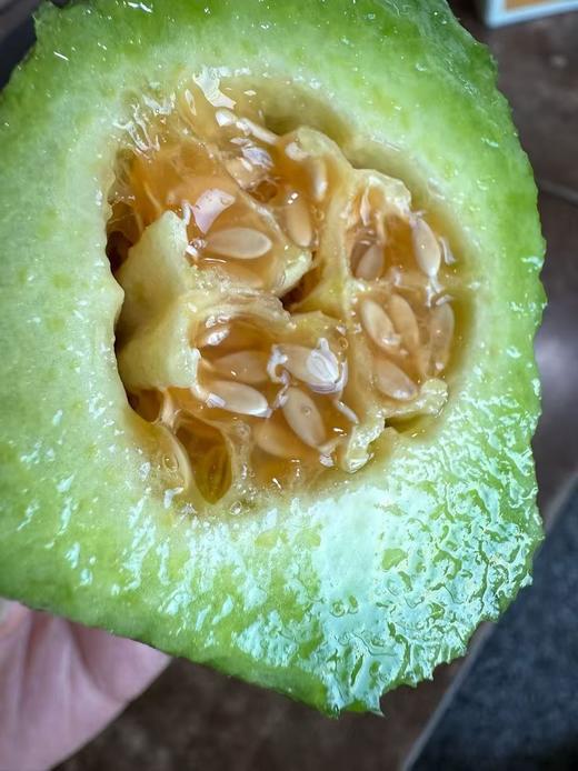 蜜恋清甜脆脆瓜，新品种，一拍就碎，脆嫩香甜爽口多汁，饱腹解渴0热量。好吃，不胖！ 商品图1