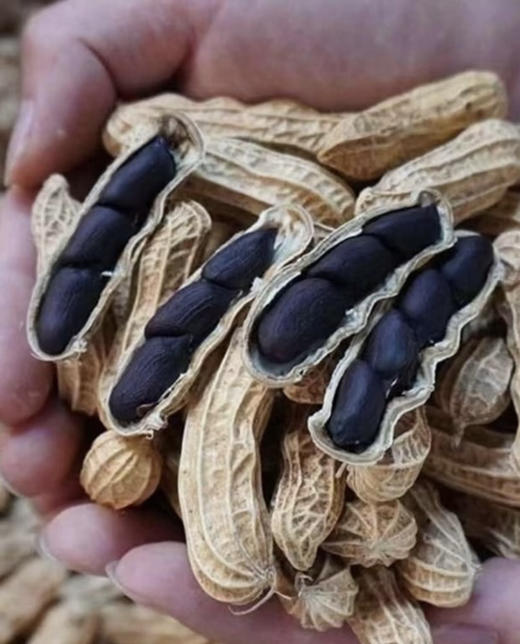 黑花生🥜软糯甘甜，熬夜救星🌟
发现一个宝藏食品！云南普洱的老品种小颗粒黑花生，自然晒干后的口感简直让人惊喜！软糯甘甜，每一口都能感受到满满的幸福感 商品图3