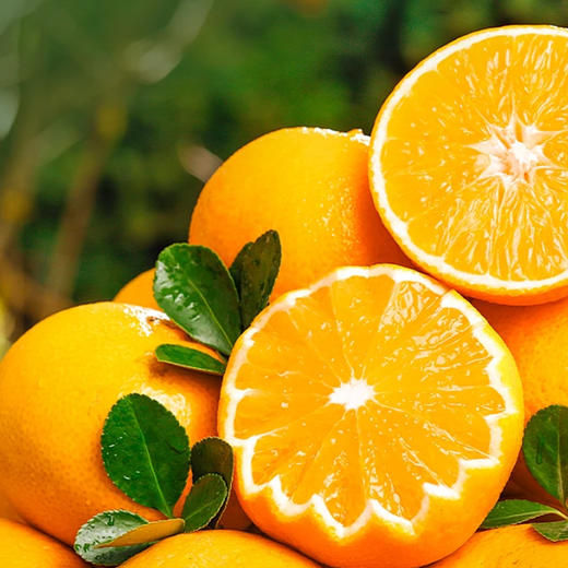 贵州有机独山蜂蜜脐橙/箱【GY】 商品图2