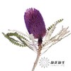 南非花材 | 班克木紫色Hookeriana Purple【可能染色不均匀，有色差， 介意慎拍】 商品缩略图3