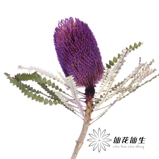 南非花材 | 班克木紫色Hookeriana Purple【可能染色不均匀，有色差， 介意慎拍】 商品图3
