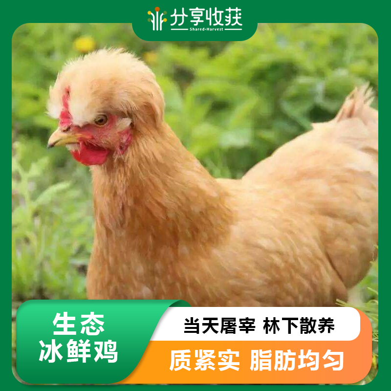 【预售】生态冰鲜鸡 | 当天屠宰  不一样口感 林下散养 | 周二五发货 *石嫣农场  Chicken (Hen)