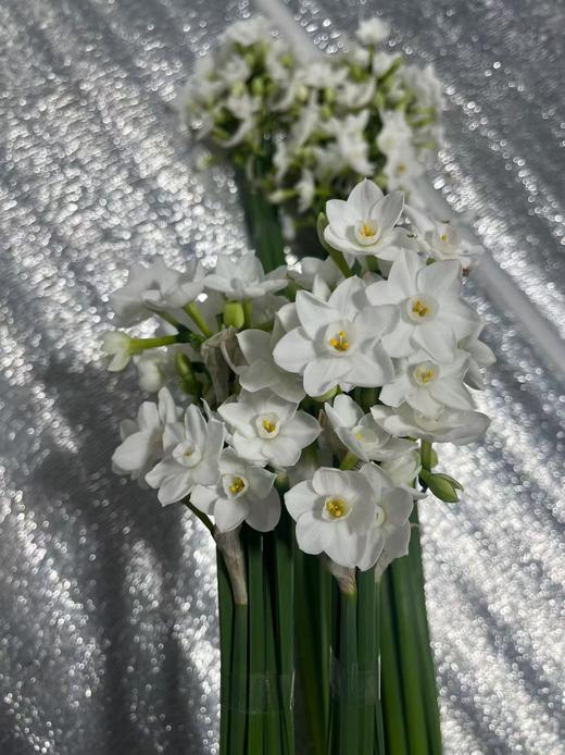 小众稀有花材纸白洋水仙1扎10支 商品图5