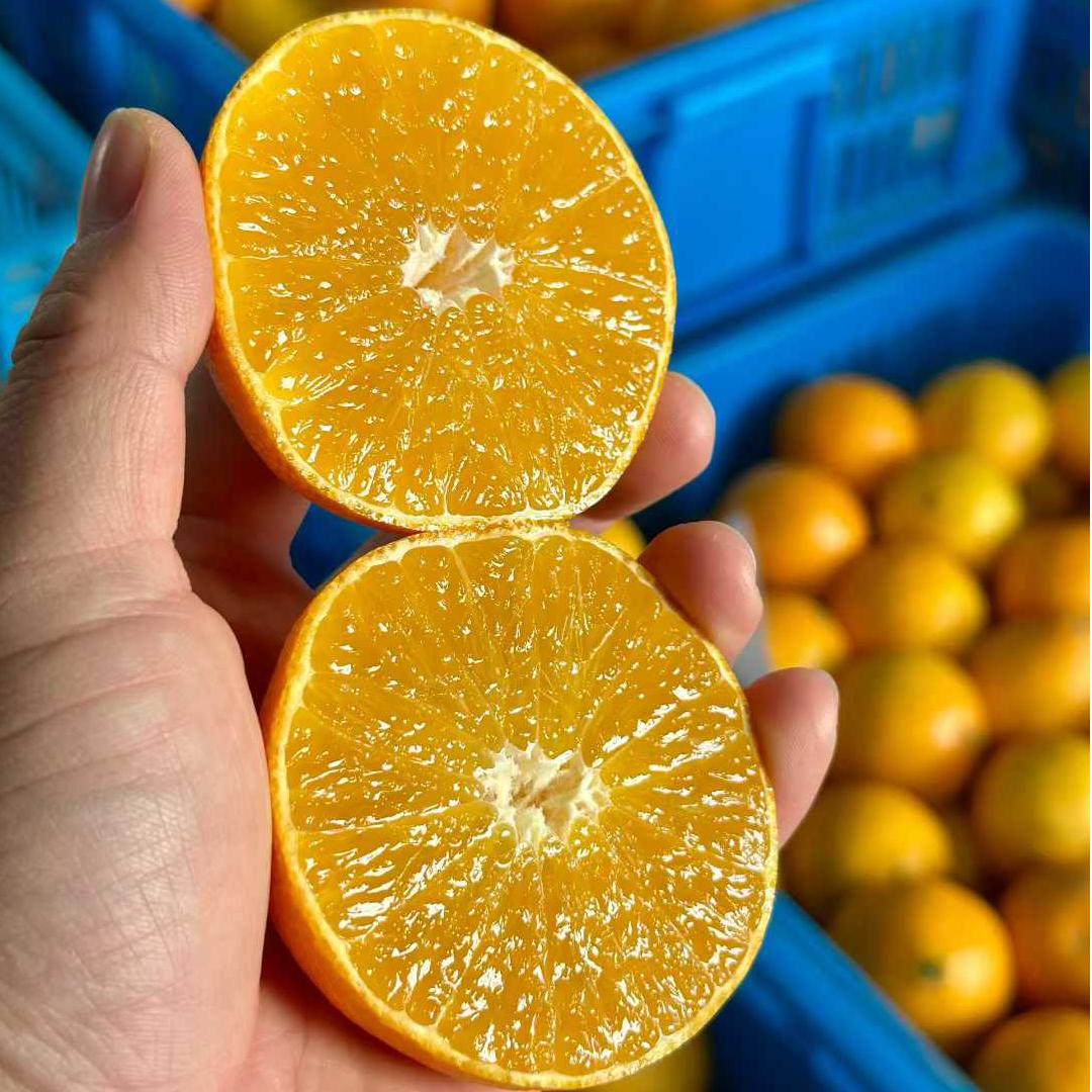 象山基地发货！【2025 象山红美人家庭装】果之澜基地直采正宗象山红美人，皮薄肉厚，早期成熟的小果鲜味更足，中大果吃着更过瘾，各有千秋。五斤装，小果、中果、大果可选，基地直发，江浙沪皖京东快递包邮！