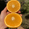 【赣南脐橙】脐橙之乡直供 无催熟不打蜡 绿色生态种植 5斤 商品缩略图5