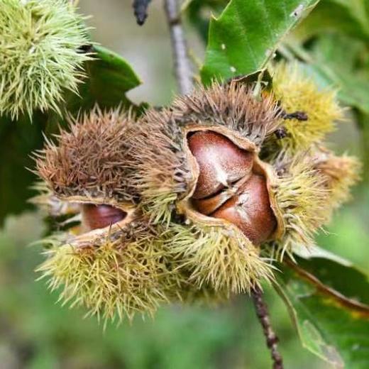 温柔有机板栗 外壳坚硬，是为守护内心的糯 地标产品 商品图3