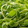 豌豆苗 250g 商品缩略图4