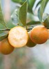 脆蜜金柑【SGS无农残检测】超甜超润融安金桔 0酸涩感 核心产区 脆甜水嫩 精选一级果 京东/顺丰发货 商品缩略图2