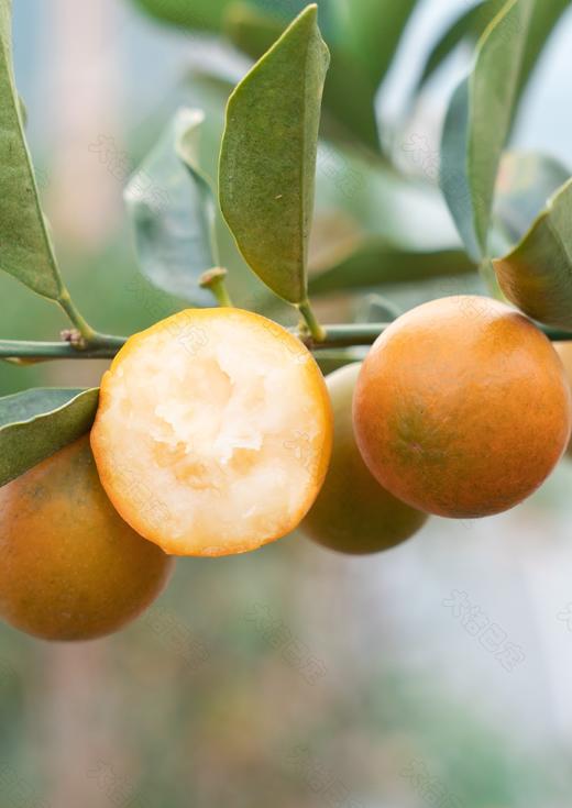 脆蜜金柑【SGS无农残检测】超甜超润融安金桔 0酸涩感 核心产区 脆甜水嫩 精选一级果 京东/顺丰发货 商品图2