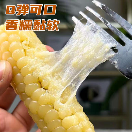  云南西双版纳的拇指小玉米 商品图0