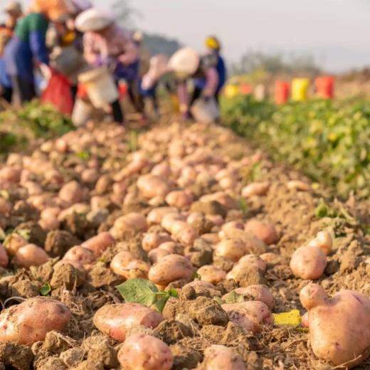 静乐有机红皮土豆【新挖出来的土豆】 商品图7