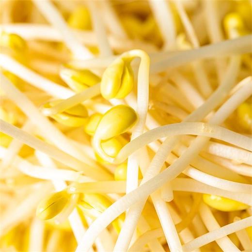 黄豆芽 200g 商品图3