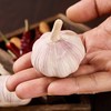 大蒜 1头 商品缩略图3