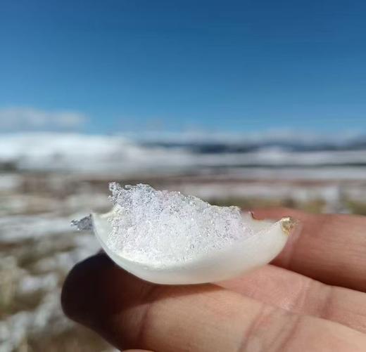 合作产品/香格里拉·雪百合  海拔3300米  六一八年鲜百合 商品图1