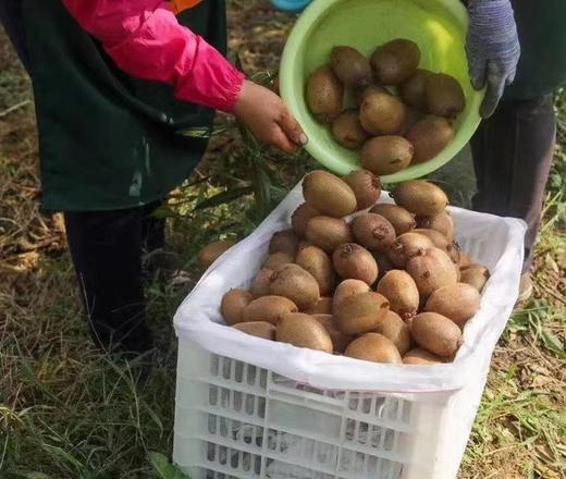 到手即食•抱抱猴猕猴桃 商品图2