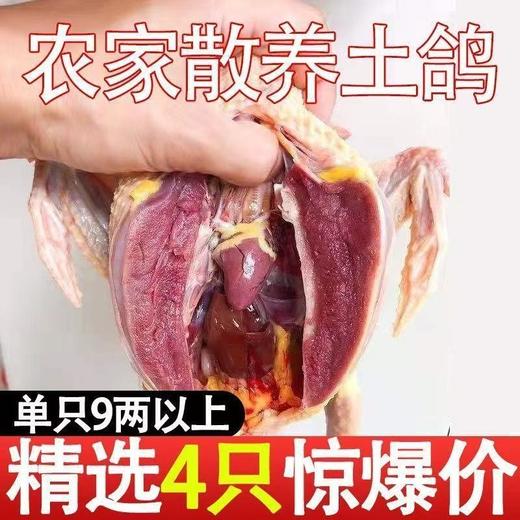 （冷链）散养土鸽8-9两乳鸽鸽子孕妇滋补养护 过节过年送礼 商品图3