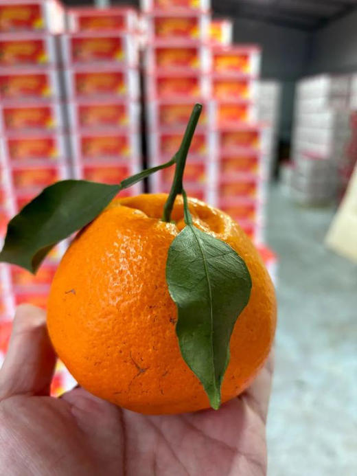 春见耙耙柑4.9元/斤，明天到 商品图0