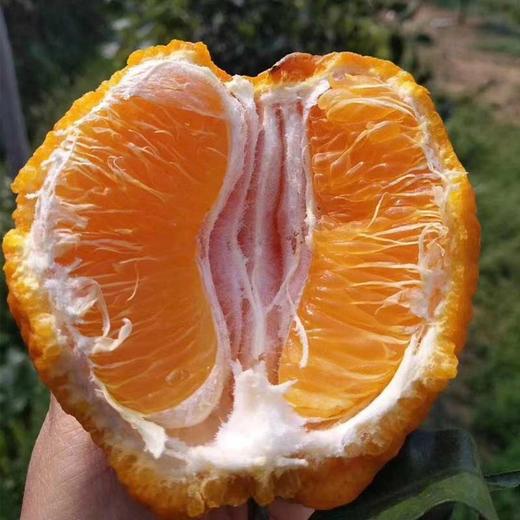 四川不知火丑橘 新鲜现摘 丑得特别 甜得出众 商品图3