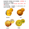 【涌泉蜜橘】 甘润清香 皮薄多汁 新鲜现摘不齁甜 秋冬解腻神器 4.5-5斤（16-24个） 商品缩略图6