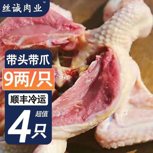 （冷链）散养土鸽8-9两乳鸽鸽子孕妇滋补养护 过节过年送礼 商品图4