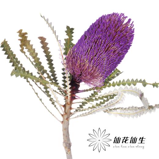 南非花材 | 班克木紫色Hookeriana Purple【可能染色不均匀，有色差， 介意慎拍】 商品图1