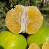 严选 | 爆汁青媛甜柚 解腻水果必选 每箱都赠送一个手动榨汁杯 商品缩略图0