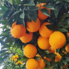 【赣南脐橙】脐橙之乡直供 无催熟不打蜡 绿色生态种植 5斤 商品缩略图4