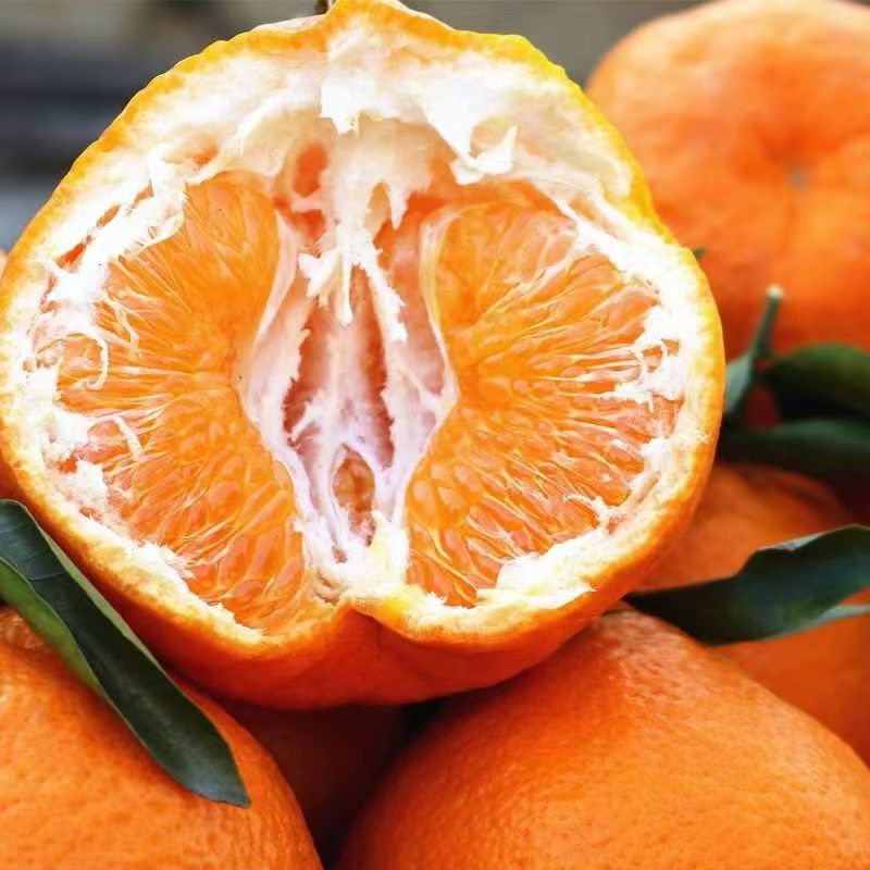 四川不知火丑橘 新鲜现摘 丑得特别 甜得出众