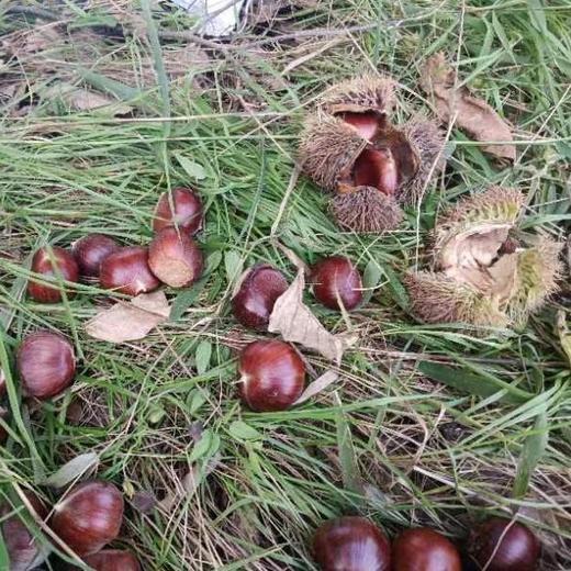 温柔有机板栗 外壳坚硬，是为守护内心的糯 地标产品 商品图5