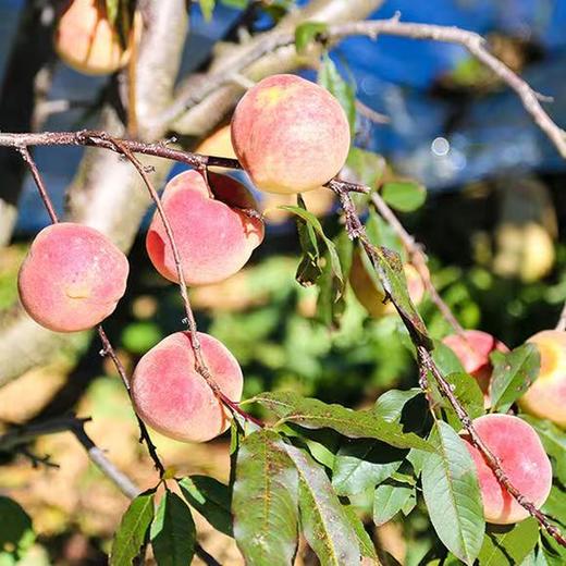 云南高原冬桃 新鲜现摘桃子 桃香味浓 甜脆可口 商品图3