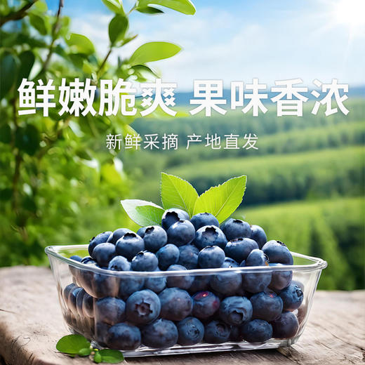 【云南L25蓝莓】无打蜡不催熟 绿色种植 孕妇儿童放心吃 400g 商品图0
