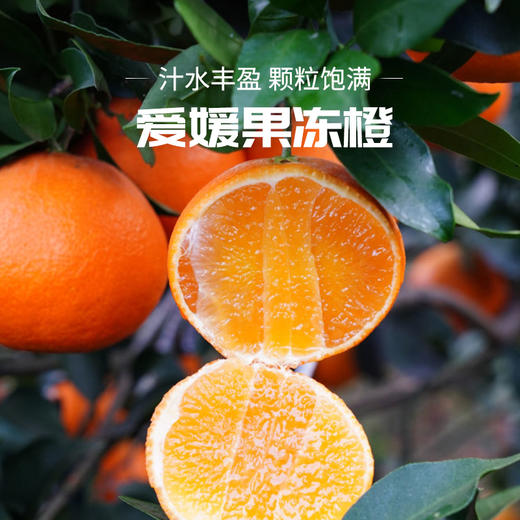 【爱媛果冻橙】果肉橙黄透亮 无渣多汁 天然健康水果 整箱5斤（8-12枚） 商品图2